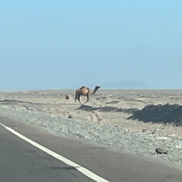 1 On the Way Camel crossing 600x600
