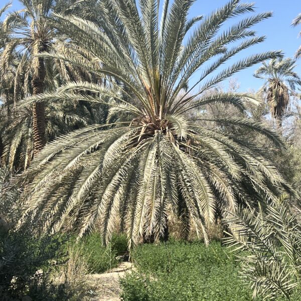10 Siwa Palm Tree 600x600