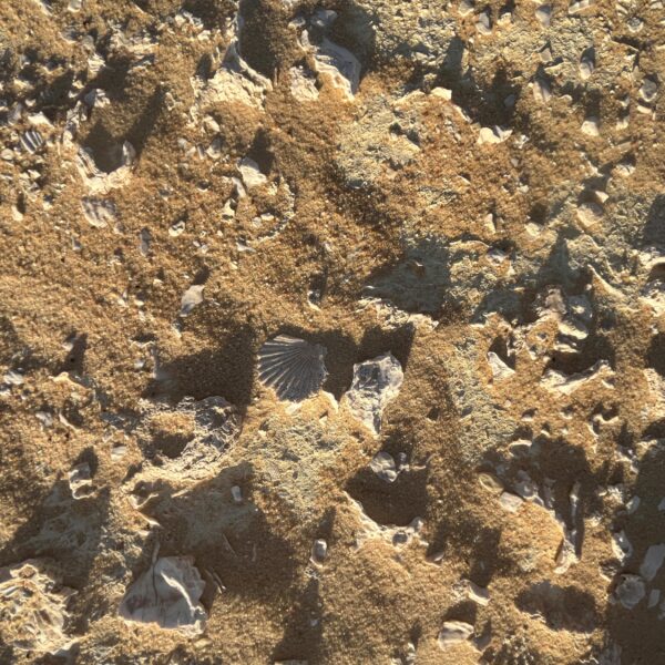 14 Siwa Shells in the Desert1 600x600