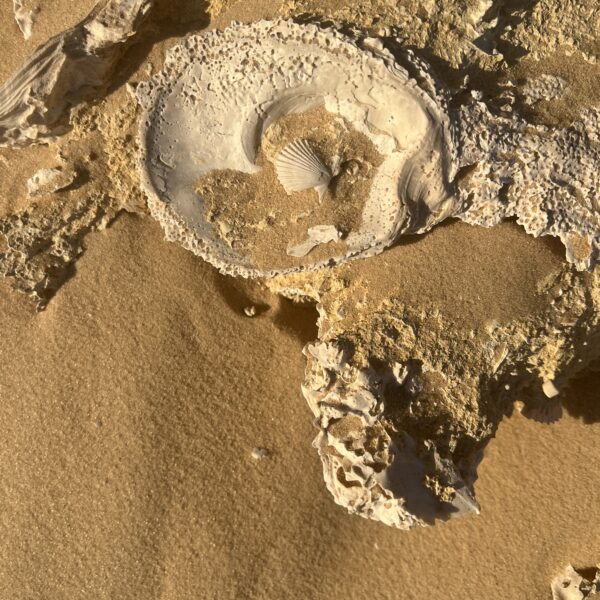 14 Siwa Shells in the Desert2 600x600