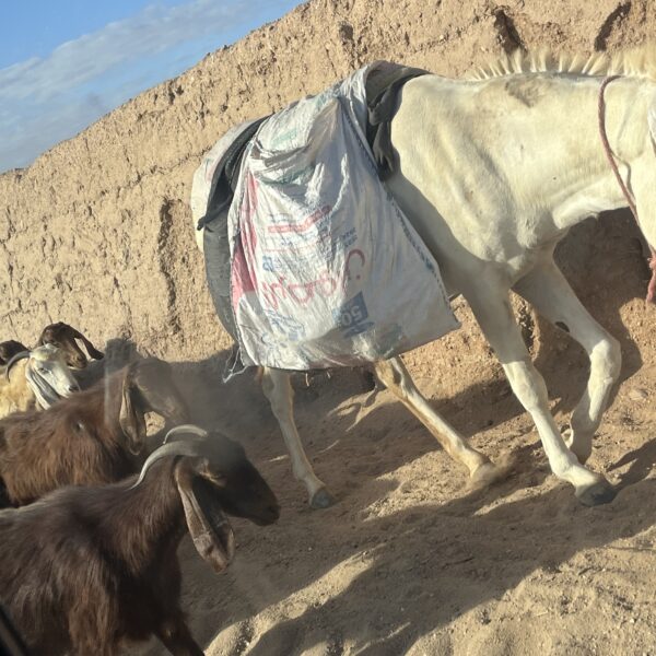 2 Farm Donkey Goats 1 600x600