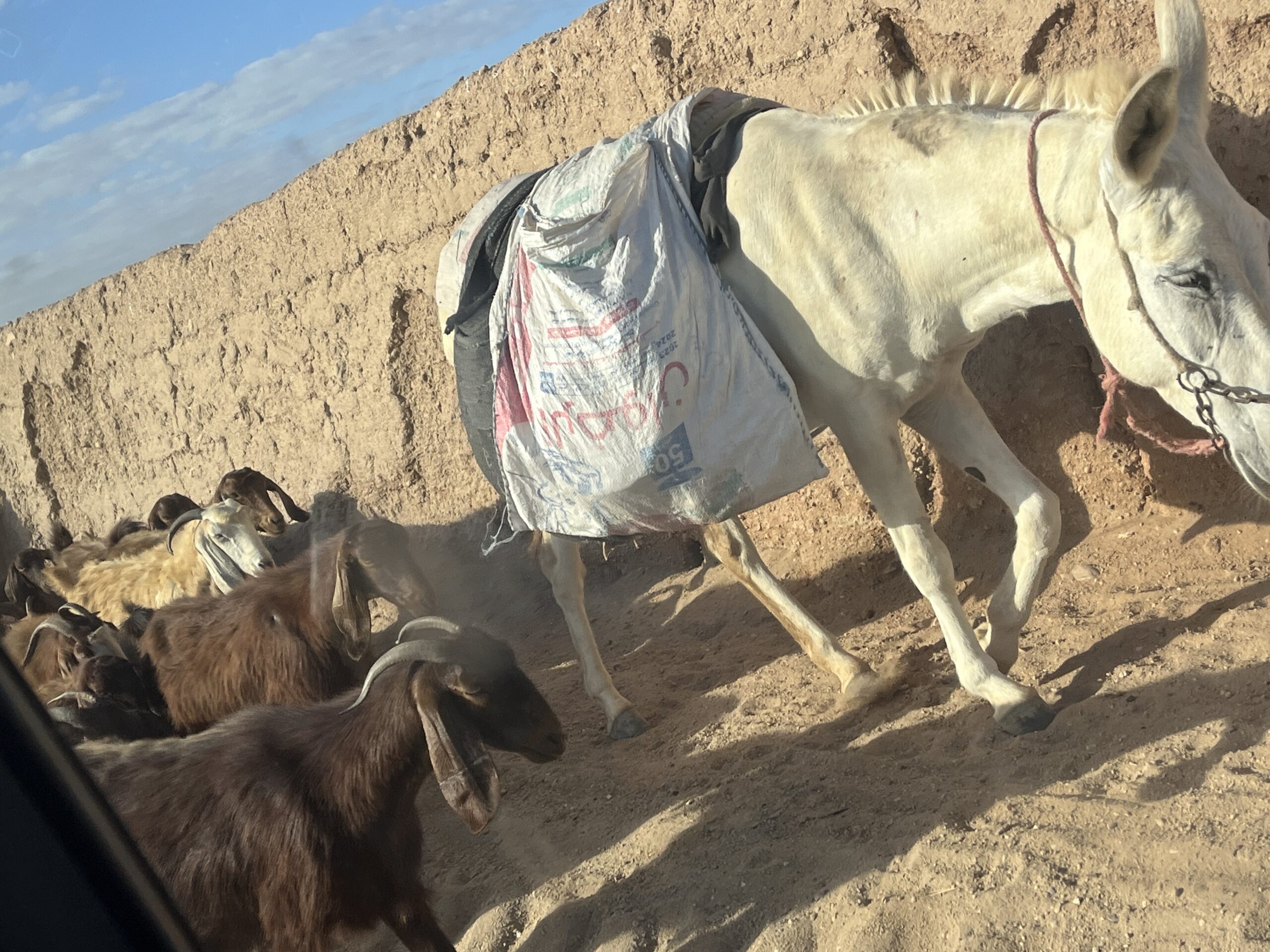 2 Farm Donkey Goats scaled