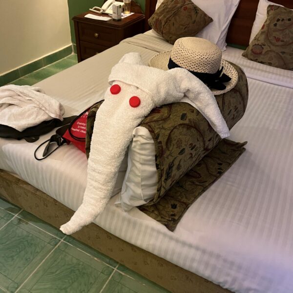2 Hotel View Room Animal1 1 600x600