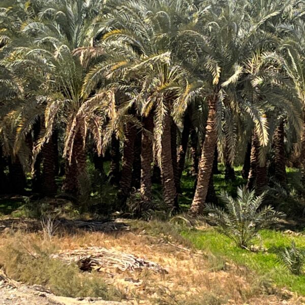 2 Oasis Tour Trees 1 600x600
