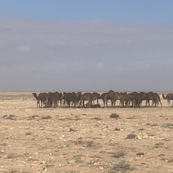 2 Siwa camel herd 600x600