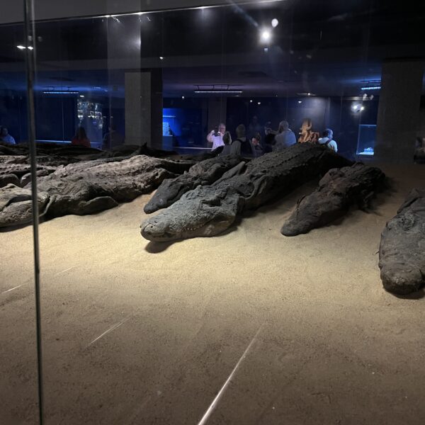 21 Crocodile Mummies1 1 600x600