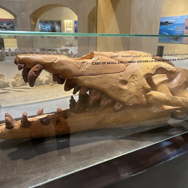 3 Basilosaurous Head 600x600