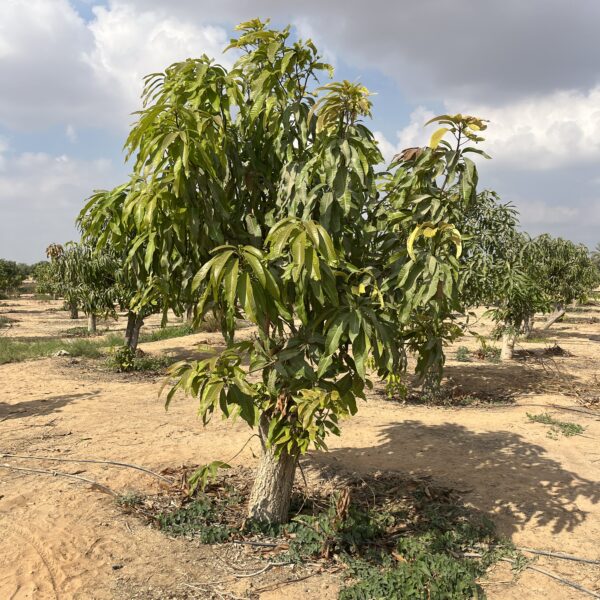 3 Farm Mango Tree 1 600x600