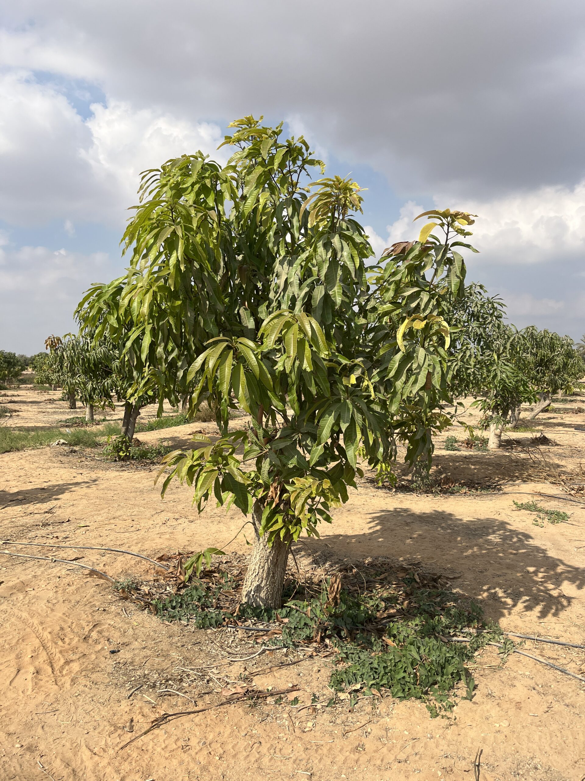 3 Farm Mango Tree scaled