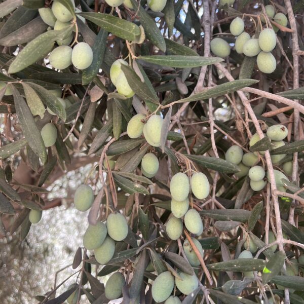 3 Farm Olives 600x600