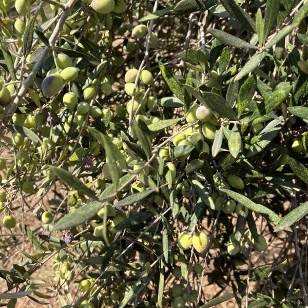 3 Farm Olives on Tree1 1 600x600