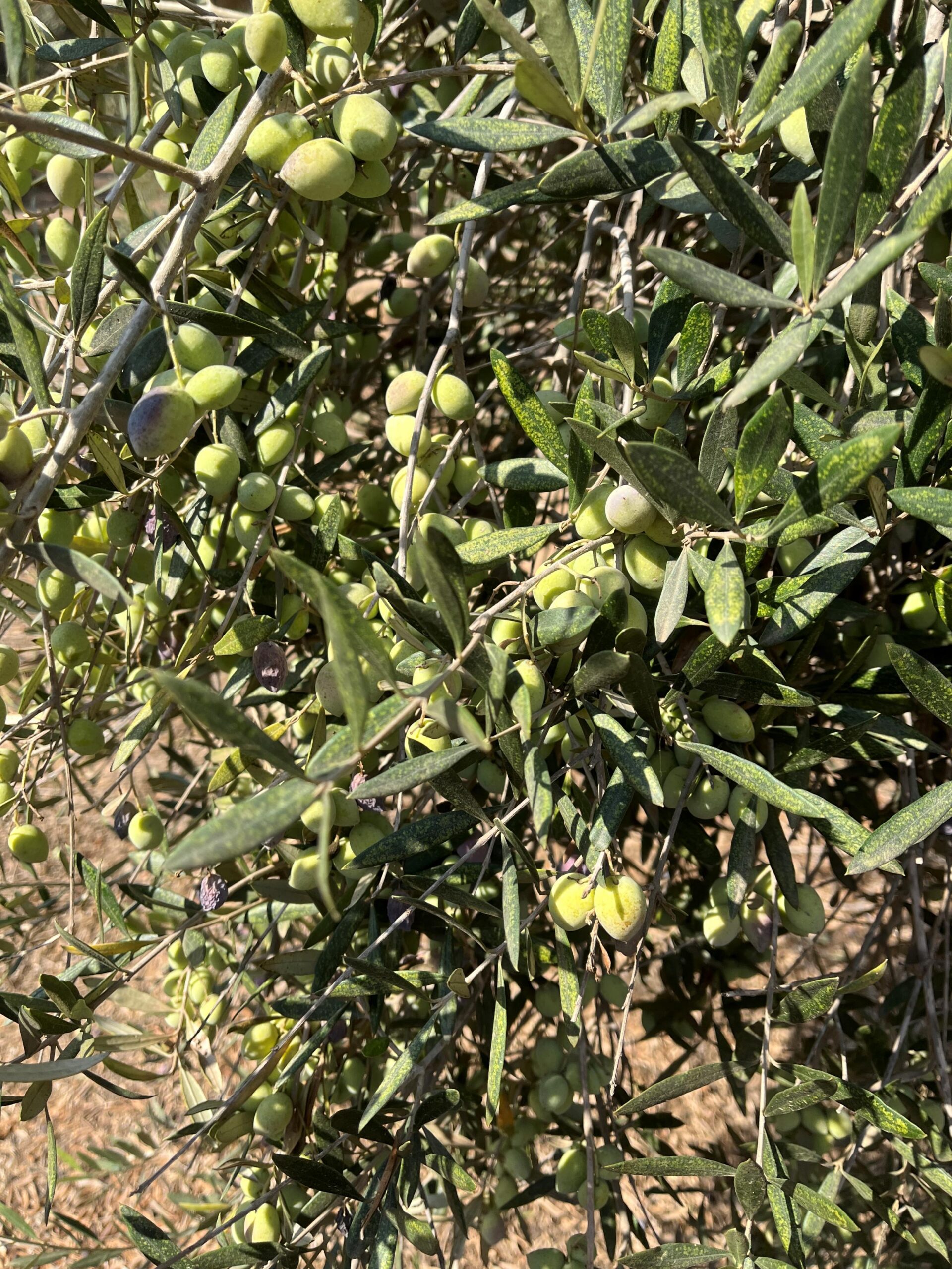 3 Farm Olives on Tree1 scaled