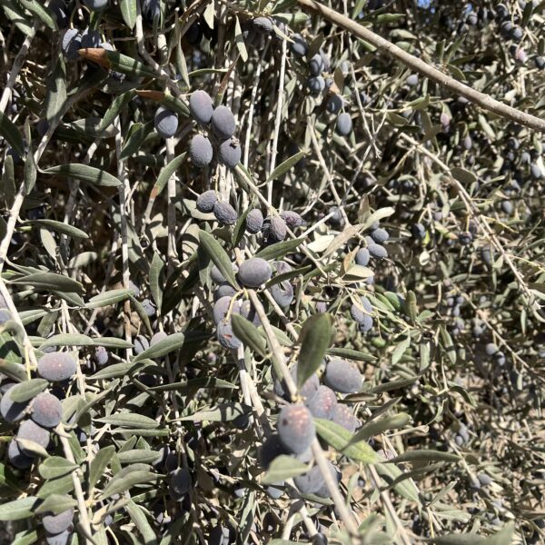 3 Farm Olives on Tree2 600x600