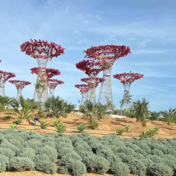 3 Sharm around town1 600x600