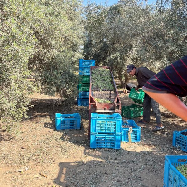 4 Farm Harvest2 1 600x600