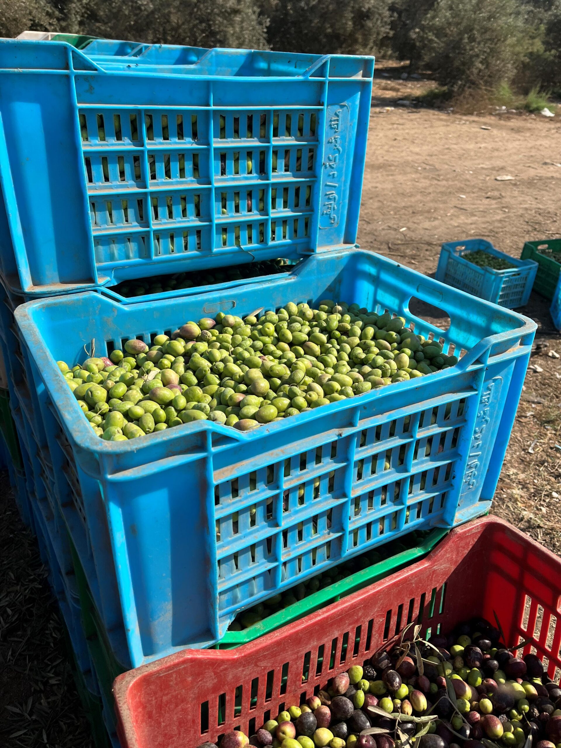 4 Farm Harvest3 scaled