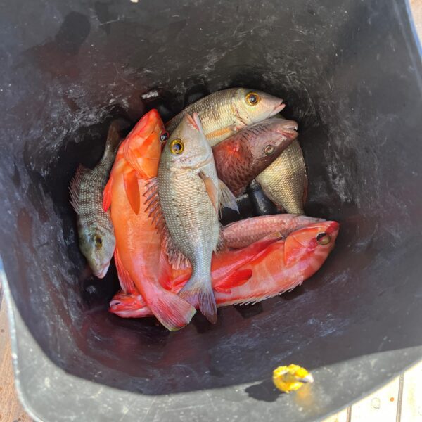 4 Hurghada Fishing catch 600x600