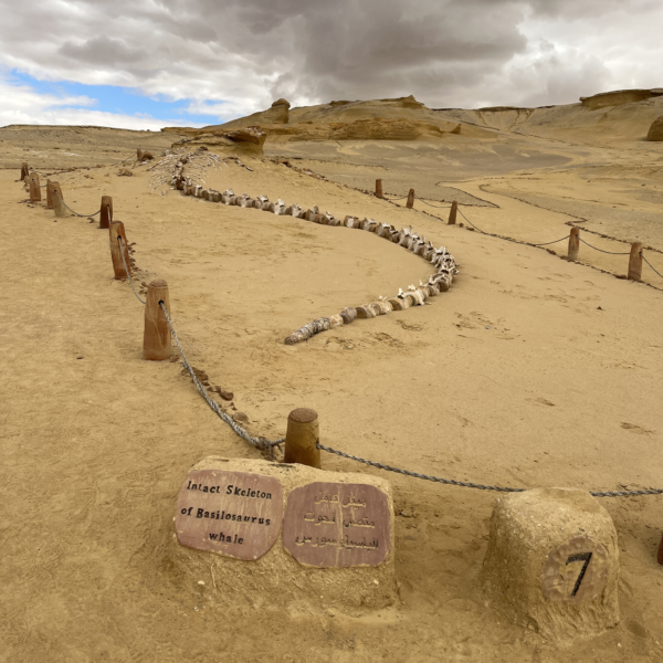 4 skeletons in the desert 600x600