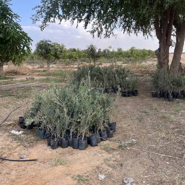 5 Farm Trees for WandaLand 1 600x600