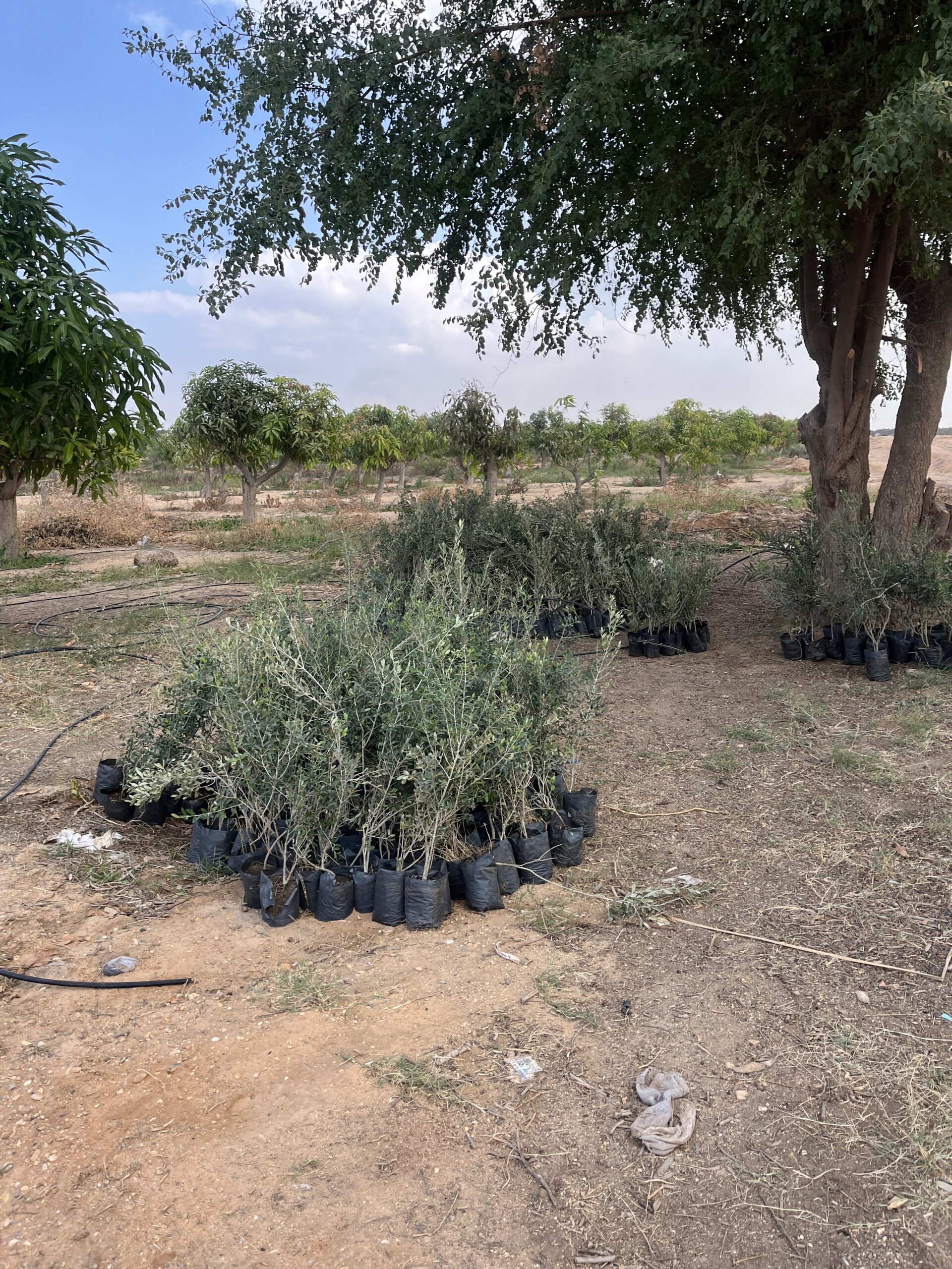 5 Farm Trees for WandaLand scaled