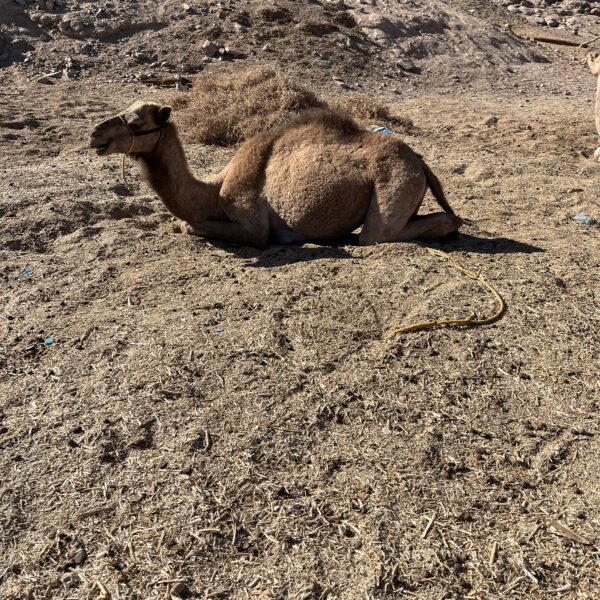 5 Hurghada Desert Safari5 Bedouin Village4 1 600x600