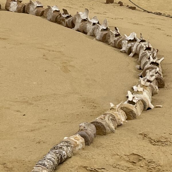 5 skeletons in the desert 600x600