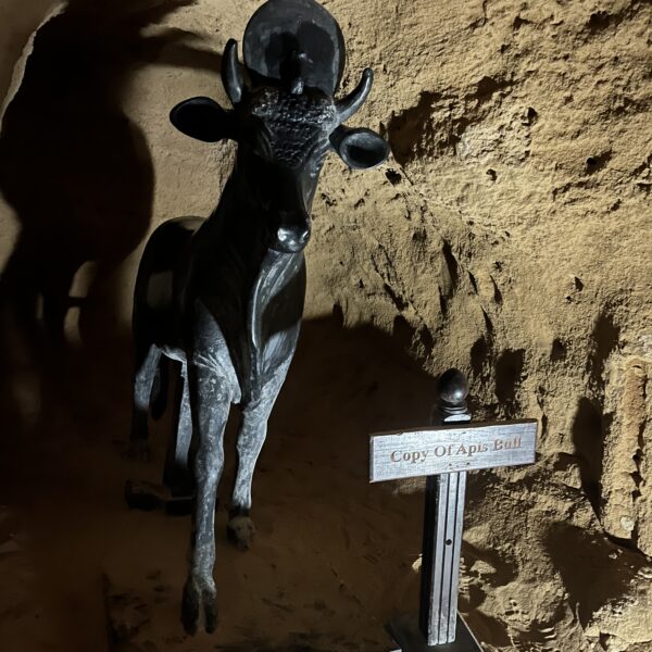 Apis Bull 600x600