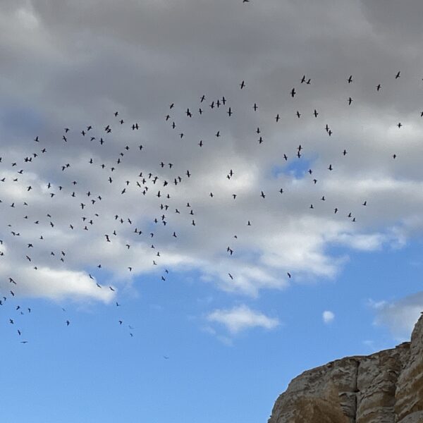 Birds 600x600