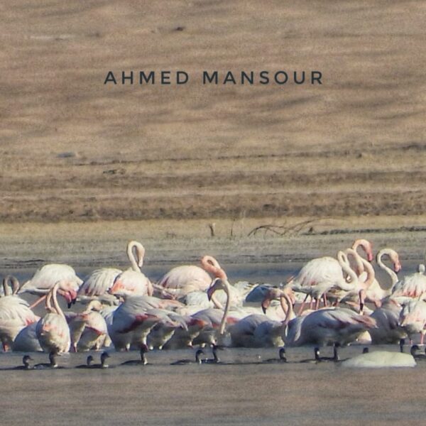 Birdwatching1 Flamingos from Ahmed Mansour 600x600
