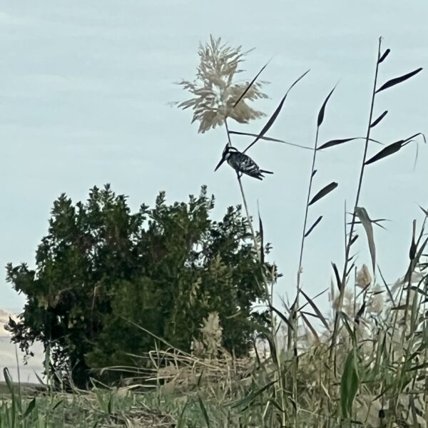 Birdwatching4 Kingfisher 600x600
