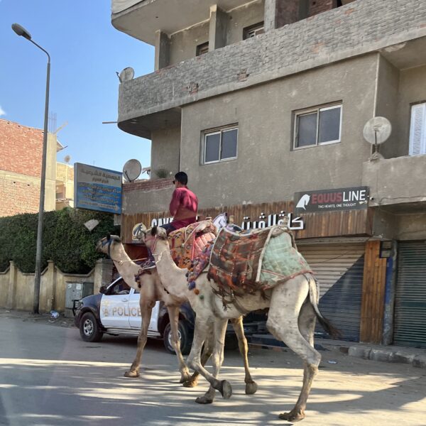 Cairo Camels 1 600x600