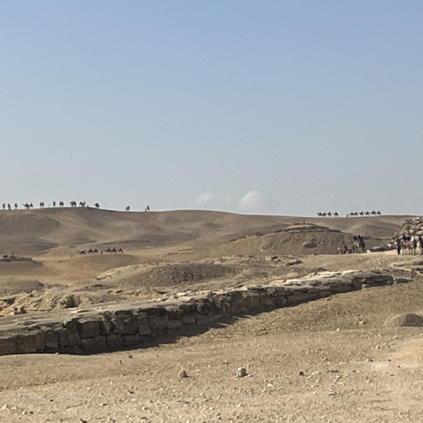 Giza Camels on the Dunes 2 600x600