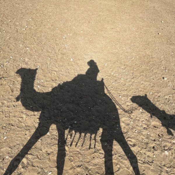 Giza Wanda Camel Shadow 600x600