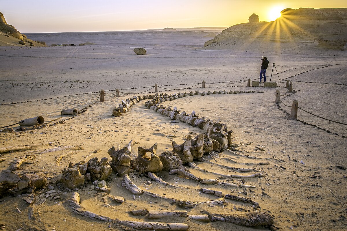 The whales fossils