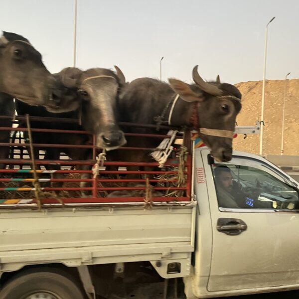 Water Buffalo in Truck 1 600x600
