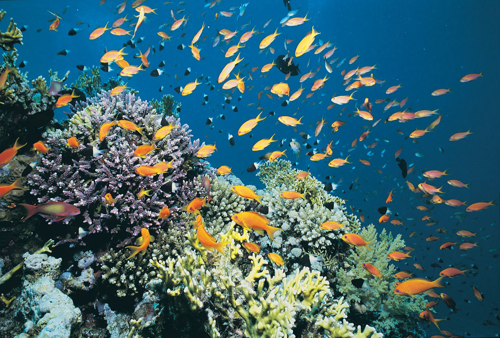 Focus census habitats life coral reef Red